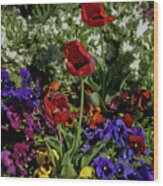 Red Poppies Wood Print