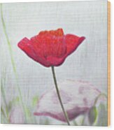 Red Poppy Wood Print