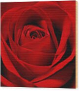 Red Red Rose Wood Print