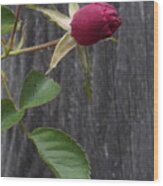 Red Rose Bud Wood Print