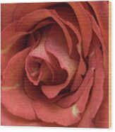 Red Rose Wood Print