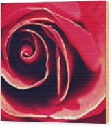 Red Rose Wood Print