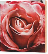 Red Rose Wood Print