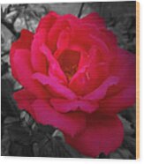Red Rose On Black And White Wood Print