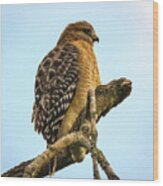 Red-shouldered Hawk - Buteo Lineatus Wood Print