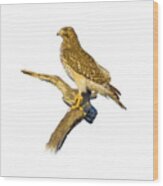 Red Shouldered Hawk Perch Wood Print