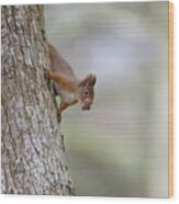 Red Squirrel Climbing Down A Tree Wood Print