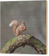 Red Squirrel Eating A Hazelnut Wood Print