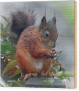 Red Squirrel In The Rain Wood Print