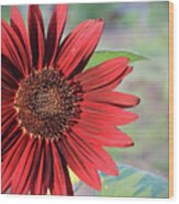Red Sunflower Wood Print