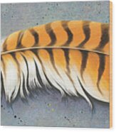 Red Tail Hawk Feather Wood Print