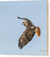 Red-tail Hawk In Flight Wood Print