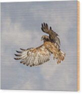 Red Tailed Hawk 6 Wood Print