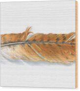 Red-tailed Hawk Feather Wood Print