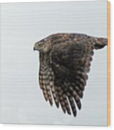 Red Tailed Hawk In Flight 1 Wood Print