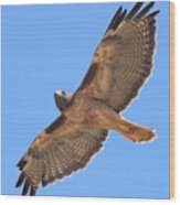 Red Tailed Hawk In Flight Wood Print