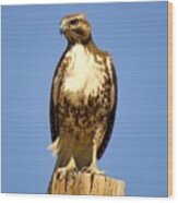 Red-tailed Hawk On Post Wood Print