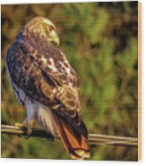 Red Tailed Hawk On The Wire Wood Print