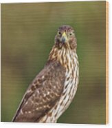 Red-tailed Hawk Wood Print