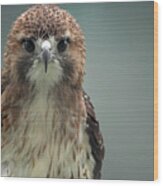 Red Tailed Hawk Up Close Portrait Wood Print