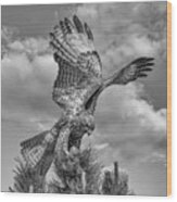 Red Tailed Hawk Wings Bw Wood Print