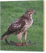Red-tailed Hawk Eating Dinner Wood Print