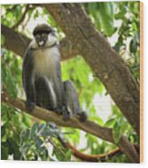 Red Tailed Monkey Wood Print