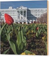 Red Tulip At The Greenbrier Wood Print