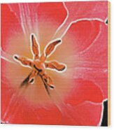 Red Tulip Wood Print