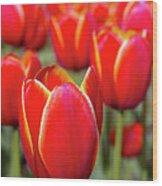 Red And Yellow Tulips I Wood Print