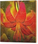 Red Velvet Lily Wood Print