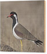 Red-wattled Lapwing Wood Print