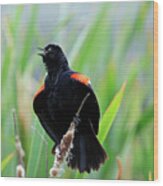 Red-winged Blackbird At Miner's Marsh, Nova Scotia Wood Print