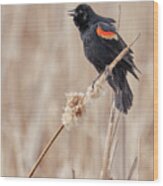 Male Red-winged Blackbird In A Minnesota Marsh Wood Print