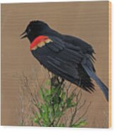Red Winged Blackbird Wood Print