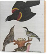 Red Winged Starling Black Poll Warbler Lesser Red Poll Wood Print