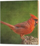 Redbird Tail Up Wood Print