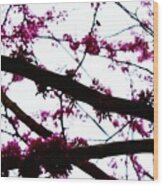 Redbud Blooming Branches Wood Print