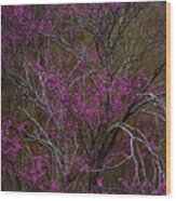 Redbud In The Spring Woods Wood Print
