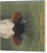 Redhead Duck Aythya Americana Male Wood Print