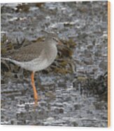 Redshank Wood Print