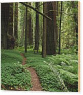 Redwood Forest Path Wood Print