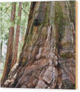 Redwood Mountain Grove Giant Sequoia Portrait Wood Print
