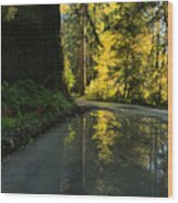 Redwood Reflecitons Landscape Wood Print