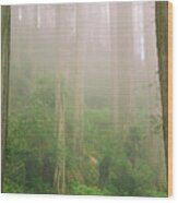 Redwoods Fog Wood Print