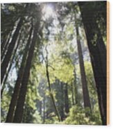 @redwoods Wood Print