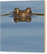 Reflections - Toad In A Lake Wood Print