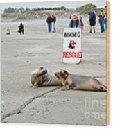 Releasing Rescued Seals Wood Print