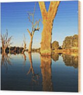 Renmark Murray River South Australia Wood Print