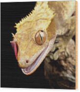 Reptile Close Up With Tongue Wood Print